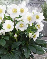 Helleborus HGCÂ® Wintergold