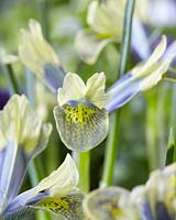 Iris reticulata 01-JR-3