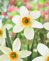 Narcissus Lancaster