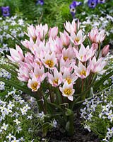 Tulipa Hilde