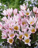 Tulipa Hilde