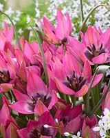 Tulipa Norah