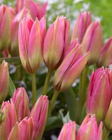 Tulipa Garden of Clusius