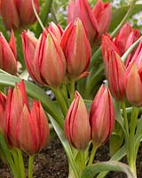 Tulipa Fenna