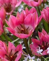 Tulipa Garden of Clusius