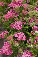 Achillea 321