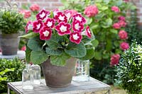 Gloxinia Blanche de Meru