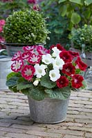 Gloxinia mix Red