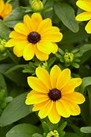 Rudbeckia Speedy SmileyZ â„¢