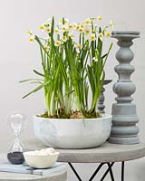 Narcissus Chinese Sacred Lily