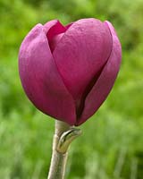 Magnolia Black Tulip