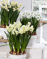 Narcissus Avalex, Italicus, Paper White