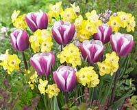 Narcissus Hillstar, Tulipa Librije