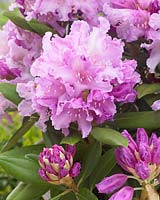Rhododendron Caroline Allbrook