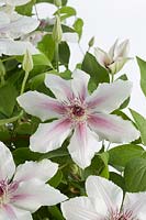 Clematis Countess Of Wessex