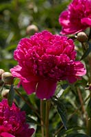 Paeonia Sebastiaan Maas