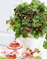 Rubus idaeus BonBonBerries
