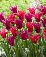 Tulipa Purple Doll, Doll's Minuet