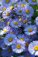 Erigeron Prosperity