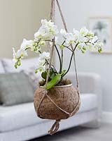 Kokodama, Phalaenopsis White Willd Orchid