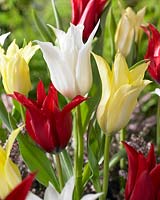 Tulipa Chic mix