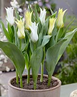Tulipa Tres Chic, Florijn Chic