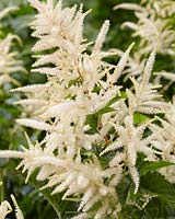 Aruncus Sparkler