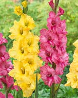 Gladiolus mix