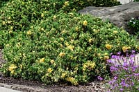 Juniperus chinensis Expansa Variegata