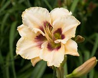 Hemerocallis Bayou Bride