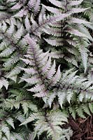 Athyrium niponicum var. pictum