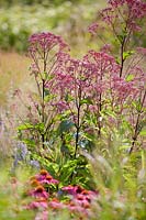 Eupatorium maculatum Riesenschirm