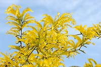 Gleditsia Sunburst