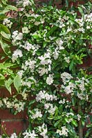 Pyracantha Flava