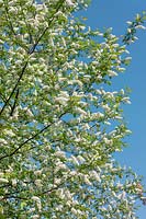 Prunus padus