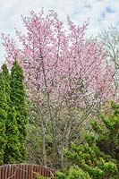 Prunus nipponica