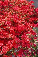 Rhododendron Stewartstonian
