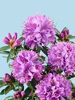 Rhododendron Gristede