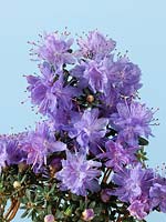 Rhododendron Arctic Blue