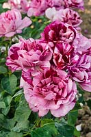 Rosa Art Nouveau