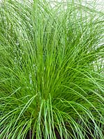 Carex Lime Shine ®