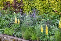 Perennial border with Lupinus