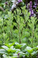 Artemisia abrotanum var. maritima