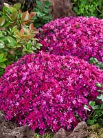 Phlox Crackerjack