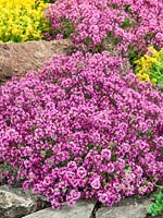 Thymus Pink Chintz