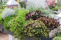 Balcony planting with Sedum