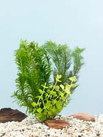 Aquatic plant mix