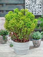 Euphorbia Redwing in pot