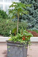 Plant container with Papaya, Swiss chard and annuals