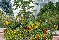 Plant container with Beta Celebration, Senna and Thunbergia